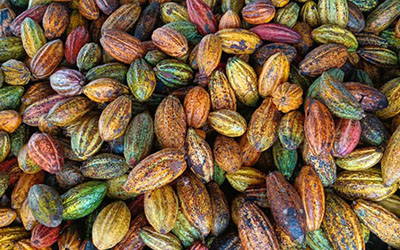 Cocoa growing on Africa